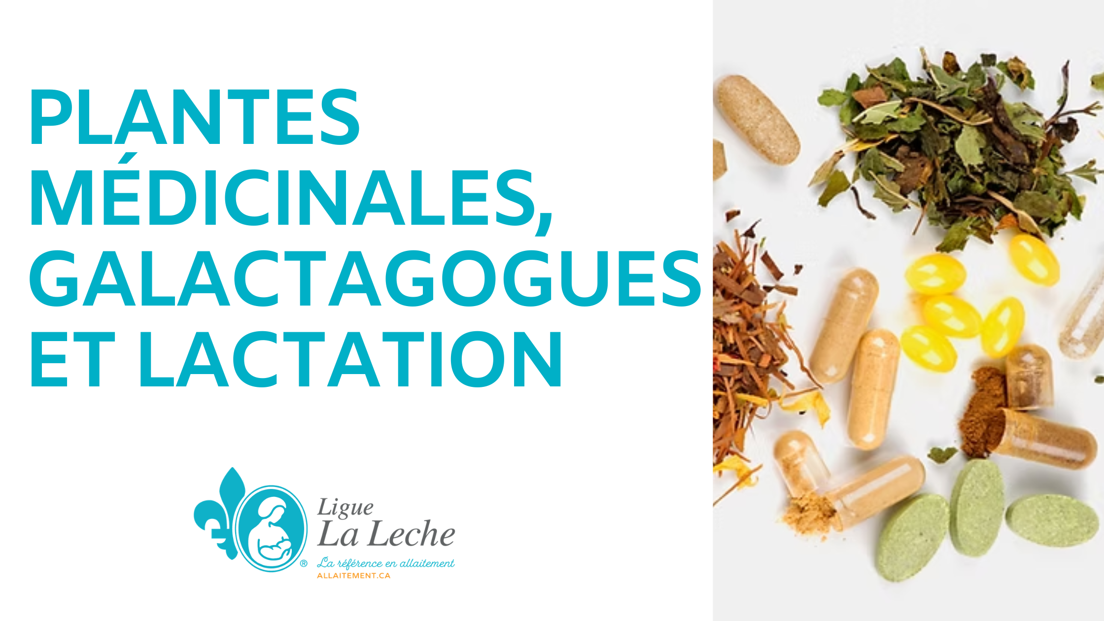 Guide complet sur les plantes galactagogues et la lactation